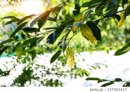 Tree branch with green and yellow leaves showing dark spots, clear indication of plant disease on fruit tree foliage, botanical health issue 137363417