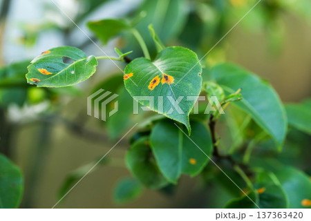 Green leaves of fruit plant displaying clear signs of fungal disease, characterized by prominent orange and yellow spots and visible damage. Green leaves of fruit plant displaying clear signs of fungal disease, characterized by prominent orange and yellow spots and visible damage. 137363420
