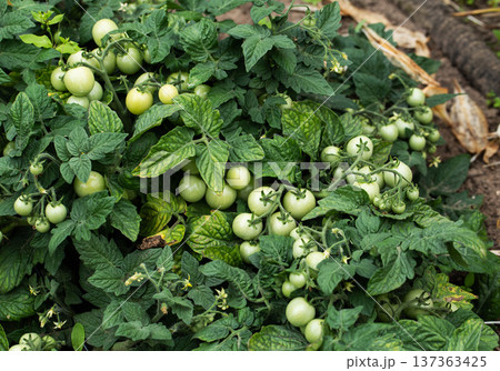 Unripe green tomatoes growing on vigorous plant stalks and vines, displaying lush foliage. Scattered signs of disease impacting leaves and fruit. 137363425