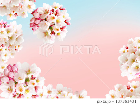 桜の花の背景 137363431