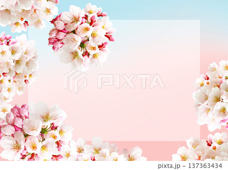 桜の花の背景 桜の花の背景 137363434