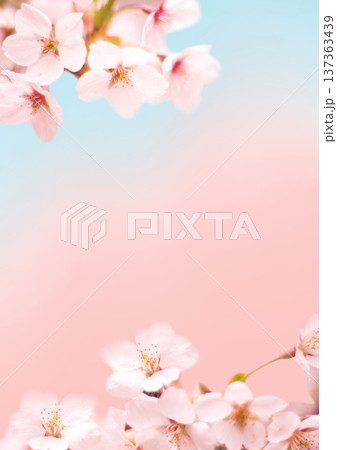 桜の花の背景 桜の花の背景 137363439