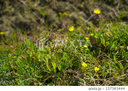 3月春の草はらに咲く小さな黄色い花の風景 3月春の草はらに咲く小さな黄色い花の風景 137363444
