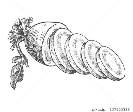 Daikon sketch. Vector illustration of the vegetable in an engraving style. Radishes and round slices lie on the table. Hand drawn, imitating etching. Line drawing in ink. 137363528
