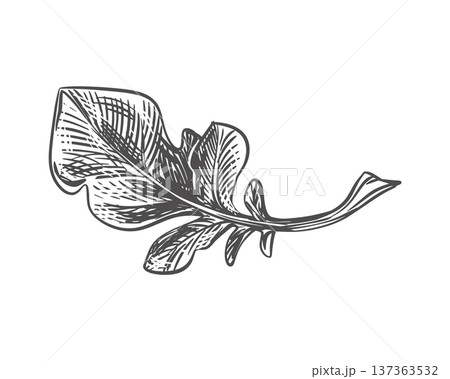 Sketch of a Swiss chard leaf. Vector illustration of a leafy vegetable. Engraving. A daikon leaf lies on a table against a white background. Hand drawn, imitating etching. Arugula, spinach or rhubarb 137363532