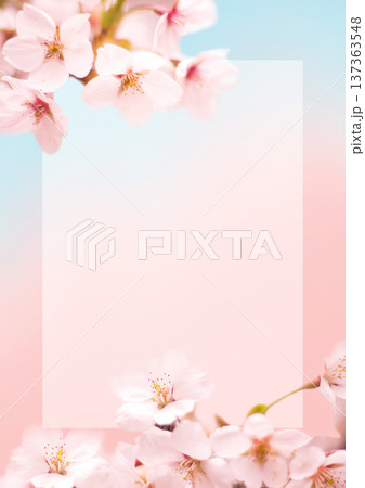 桜の花の背景 桜の花の背景 137363548