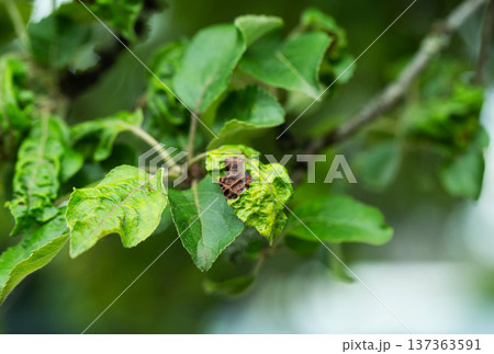 Close-up plant foliage affected by disease on tree branch, showing curled and yellowed leaves with brown necrotic spots indicating plant health issue. Close-up plant foliage affected by disease on tree branch, showing curled and yellowed leaves with brown necrotic spots indicating plant health issue. 137363591
