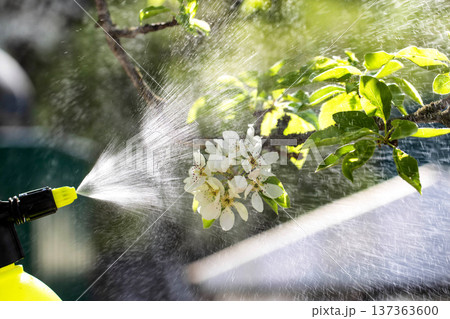 Treating apple tree blossoms for fruit yield and protection from pests and diseases. Copper sulfate treatment, solar 137363600
