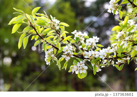 Flowering tree branch with delicate white blossoms and vibrant green leaves adorned with water droplets, signifying fresh spring growth and natural beauty in a bright outdoor garden setting. 137363601