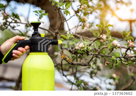 Hand of one person holding sprayer bottle, spraying liquid onto apple tree branch with blooming flowers, protecting plant health in spring season orchard, sunlight illuminating scene 137363602