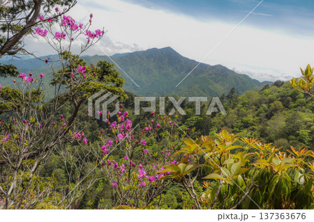 ミツバツツジ 137363676