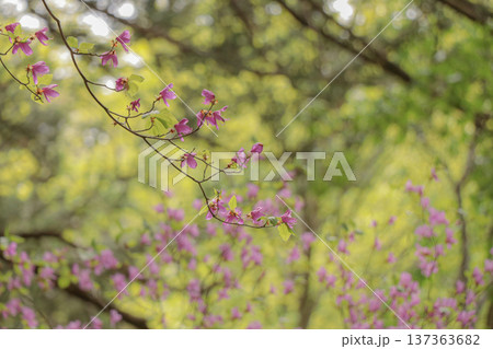 ミツバツツジ ミツバツツジ 137363682