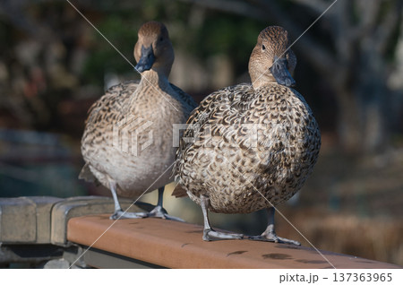公園の手すりで休む2羽のオナガガモ 137363965