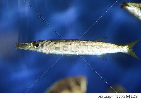 カマス 137364125