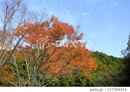 爽やか　色づくケヤキの葉 137364244