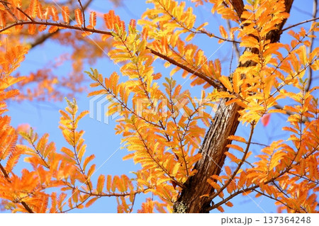 黄葉　メタセコイアの葉 137364248