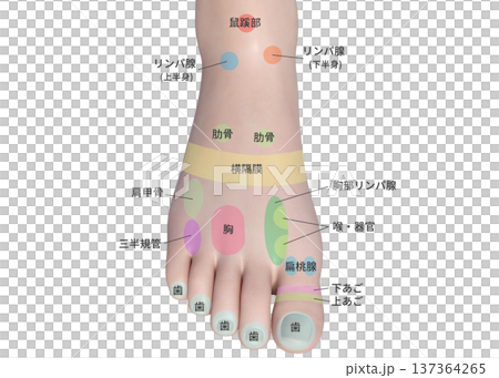 足の甲のツボの反射区 3D 図解イラスト 足の甲のツボの反射区 3D 図解イラスト 137364265