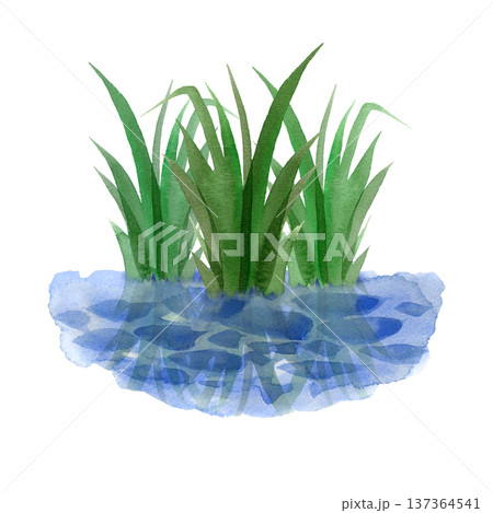 Hand drawn watercolor illustration of green marsh grass growing from a blue pond. This serene nature element features realistic reflections and is perfect for eco designs, landscapes, and botanical 137364541