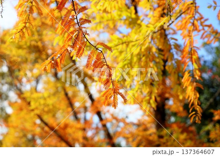 黄葉　メタセコイアの葉 137364607