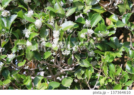 爽やか ヒイラギの花 爽やか ヒイラギの花 137364610