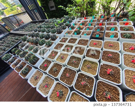 Diverse Collection of Mini Cactus and Succulent Plants in White Pots Diverse Collection of Mini Cactus and Succulent Plants in White Pots 137364731