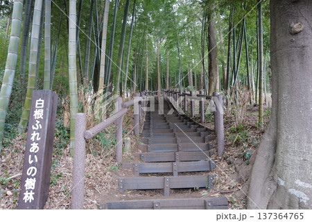 白根ふれあいの樹林 白根ふれあいの樹林 137364765