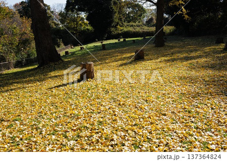 こども自然公園のイチョウ 137364824