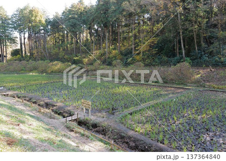 こども自然公園 137364840