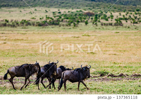 Maasai Mara National Reserve Park Narok County Kenya East Africa Wildlife Animals Wild Bush Savannah Grasslands Wilderness Birds Great Rift Valley Landscapes Panoramic Scenic Views Safaris magical 137365118