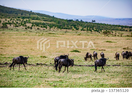 Maasai Mara National Reserve Park Narok County Kenya East Africa Wildlife Animals Wild Bush Savannah Grasslands Wilderness Birds Great Rift Valley Landscapes Panoramic Scenic Views Safaris magical 137365120