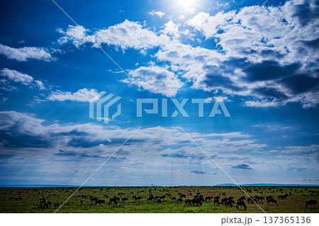 Maasai Mara National Reserve Park Narok County Kenya East Africa Wildlife Animals Wild Bush Savannah Grasslands Wilderness Birds Great Rift Valley Landscapes Panoramic Scenic Views Safaris magical Maasai Mara National Reserve Park Narok County Kenya East Africa Wildlife Animals Wild Bush Savannah Grasslands Wilderness Birds Great Rift Valley Landscapes Panoramic Scenic Views Safaris magical 137365136