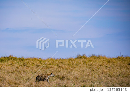 Maasai Mara National Reserve Park Narok County Kenya East Africa Wildlife Animals Wild Bush Savannah Grasslands Wilderness Birds Great Rift Valley Landscapes Panoramic Scenic Views Safaris magical Maasai Mara National Reserve Park Narok County Kenya East Africa Wildlife Animals Wild Bush Savannah Grasslands Wilderness Birds Great Rift Valley Landscapes Panoramic Scenic Views Safaris magical 137365148