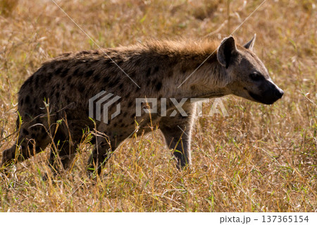 Maasai Mara National Reserve Park Narok County Kenya East Africa Wildlife Animals Wild Bush Savannah Grasslands Wilderness Birds Great Rift Valley Landscapes Panoramic Scenic Views Safaris magical 137365154