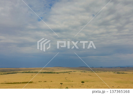 Maasai Mara National Reserve Park Narok County Kenya East Africa Wildlife Animals Wild Bush Savannah Grasslands Wilderness Birds Great Rift Valley Landscapes Panoramic Scenic Views Safaris magical 137365168