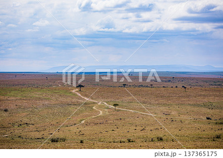 Maasai Mara National Reserve Park Narok County Kenya East Africa Wildlife Animals Wild Bush Savannah Grasslands Wilderness Birds Great Rift Valley Landscapes Panoramic Scenic Views Safaris magical 137365175