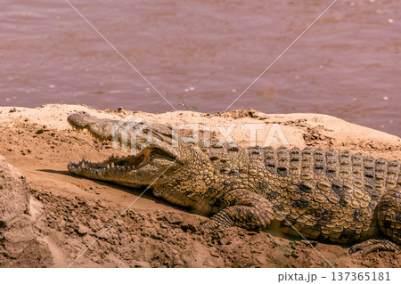 Maasai Mara National Reserve Park Narok County Kenya East Africa Wildlife Animals Wild Bush Savannah Grasslands Wilderness Birds Great Rift Valley Landscapes Panoramic Scenic Views Safaris magical 137365181