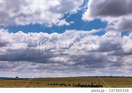 Maasai Mara National Reserve Park Narok County Kenya East Africa Wildlife Animals Wild Bush Savannah Grasslands Wilderness Birds Great Rift Valley Landscapes Panoramic Scenic Views Safaris magical 137365338