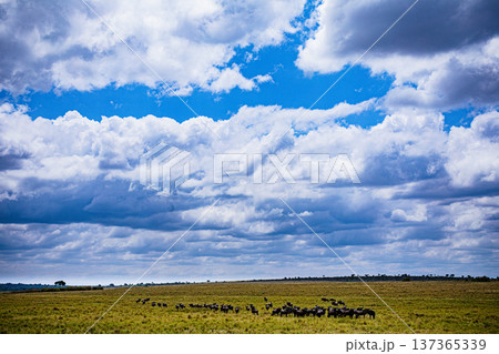 Maasai Mara National Reserve Park Narok County Kenya East Africa Wildlife Animals Wild Bush Savannah Grasslands Wilderness Birds Great Rift Valley Landscapes Panoramic Scenic Views Safaris magical Maasai Mara National Reserve Park Narok County Kenya East Africa Wildlife Animals Wild Bush Savannah Grasslands Wilderness Birds Great Rift Valley Landscapes Panoramic Scenic Views Safaris magical 137365339
