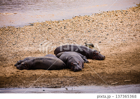 Maasai Mara National Reserve Park Narok County Kenya East Africa Wildlife Animals Wild Bush Savannah Grasslands Wilderness Birds Great Rift Valley Landscapes Panoramic Scenic Views Safaris magical 137365368