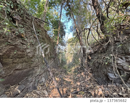 Narrow Rocky Ravine Path Through Dense Tropical Jungle Forest Narrow Rocky Ravine Path Through Dense Tropical Jungle Forest 137365682