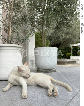 White Cat Grooming Itself on a Stone Patio Under Olive Trees in a Garden White Cat Grooming Itself on a Stone Patio Under Olive Trees in a Garden 137365684