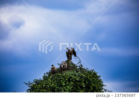 Maasai Mara National Reserve Park Narok County Kenya East Africa Wildlife Animals Wild Bush Savannah Grasslands Wilderness Birds Great Rift Valley Landscapes Panoramic Scenic Views Safaris magical Maasai Mara National Reserve Park Narok County Kenya East Africa Wildlife Animals Wild Bush Savannah Grasslands Wilderness Birds Great Rift Valley Landscapes Panoramic Scenic Views Safaris magical 137365697