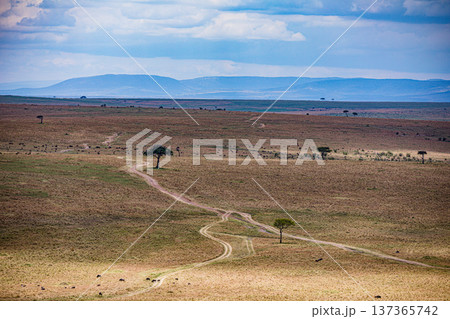 Maasai Mara National Reserve Park Narok County Kenya East Africa Wildlife Animals Wild Bush Savannah Grasslands Wilderness Birds Great Rift Valley Landscapes Panoramic Scenic Views Safaris magical Maasai Mara National Reserve Park Narok County Kenya East Africa Wildlife Animals Wild Bush Savannah Grasslands Wilderness Birds Great Rift Valley Landscapes Panoramic Scenic Views Safaris magical 137365742
