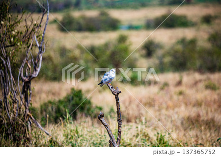 Maasai Mara National Reserve Park Narok County Kenya East Africa Wildlife Animals Wild Bush Savannah Grasslands Wilderness Birds Great Rift Valley Landscapes Panoramic Scenic Views Safaris magical Maasai Mara National Reserve Park Narok County Kenya East Africa Wildlife Animals Wild Bush Savannah Grasslands Wilderness Birds Great Rift Valley Landscapes Panoramic Scenic Views Safaris magical 137365752