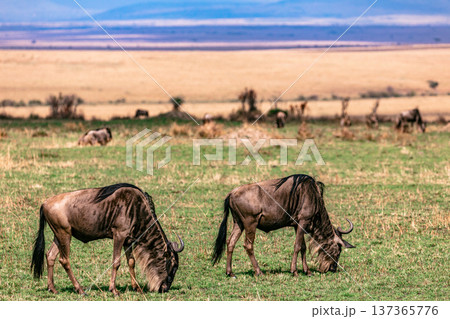 Maasai Mara National Reserve Park Narok County Kenya East Africa Wildlife Animals Wild Bush Savannah Grasslands Wilderness Birds Great Rift Valley Landscapes Panoramic Scenic Views Safaris magical 137365776
