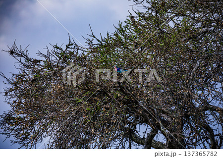 Maasai Mara National Reserve Park Narok County Kenya East Africa Wildlife Animals Wild Bush Savannah Grasslands Wilderness Birds Great Rift Valley Landscapes Panoramic Scenic Views Safaris magical 137365782