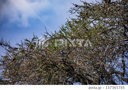 Maasai Mara National Reserve Park Narok County Kenya East Africa Wildlife Animals Wild Bush Savannah Grasslands Wilderness Birds Great Rift Valley Landscapes Panoramic Scenic Views Safaris magical 137365785