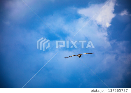 Maasai Mara National Reserve Park Narok County Kenya East Africa Wildlife Animals Wild Bush Savannah Grasslands Wilderness Birds Great Rift Valley Landscapes Panoramic Scenic Views Safaris magical 137365787