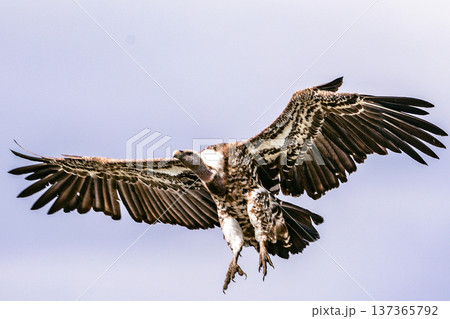 Maasai Mara National Reserve Park Narok County Kenya East Africa Wildlife Animals Wild Bush Savannah Grasslands Wilderness Birds Great Rift Valley Landscapes Panoramic Scenic Views Safaris magical 137365792