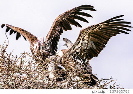 Maasai Mara National Reserve Park Narok County Kenya East Africa Wildlife Animals Wild Bush Savannah Grasslands Wilderness Birds Great Rift Valley Landscapes Panoramic Scenic Views Safaris magical 137365795